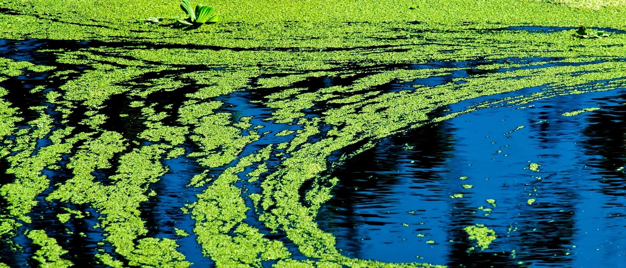 Blue-green algae forming in a local waterway