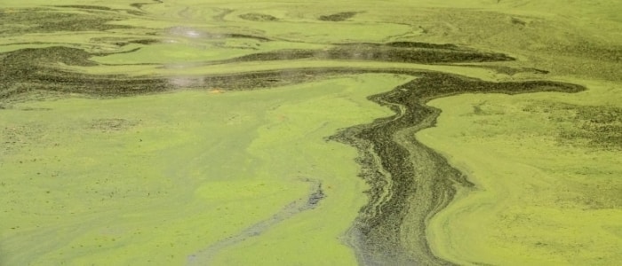 Algae blooms in waterway