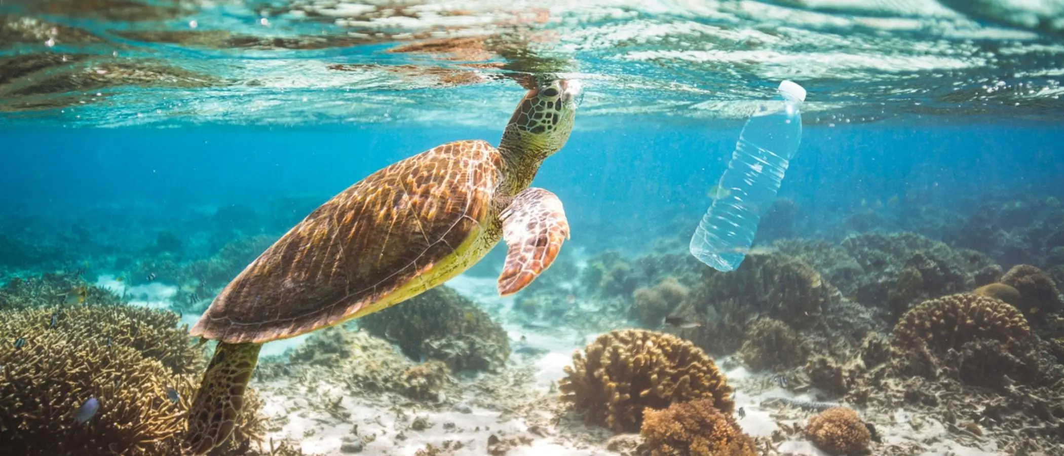 Turtle in ocean next to plastic bottle