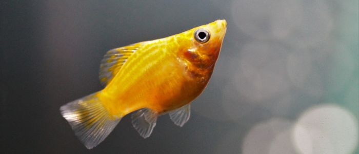 gold fish swimming in water